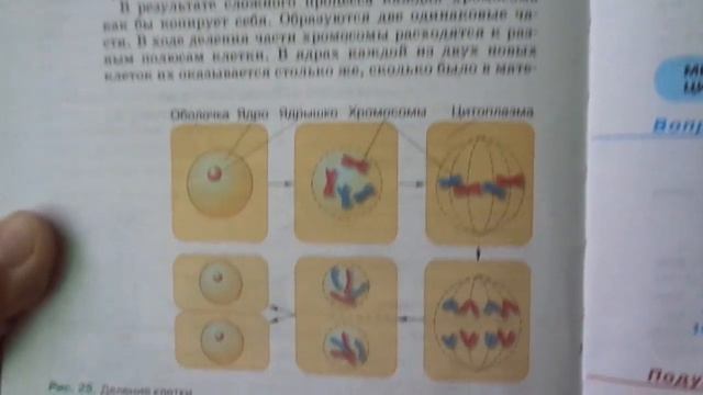 Биология 5 кл § 9 Жизнедеятельность клетки, её деление и рост (Автор В.В.Пасечник) смотреть онлайн
