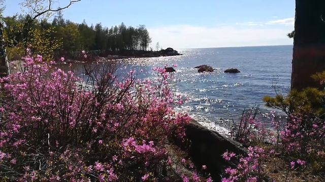Багульник и мерцающий Байкал смотреть онлайн
