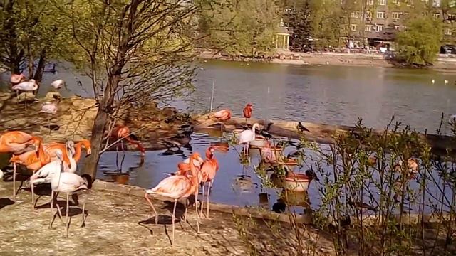 Фламинго в Московском зоопарке смотреть онлайн