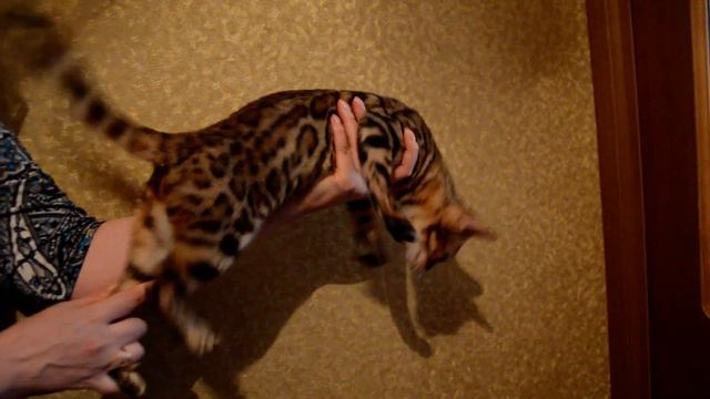 Бенгальская кошка Quick Hunters Nefertiti
