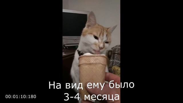 Мои любимые животные смотреть онлайн