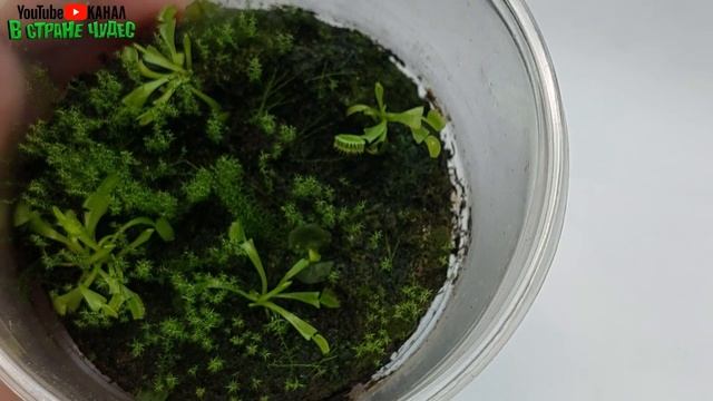 мини мир венерина мухоловка смотреть онлайн