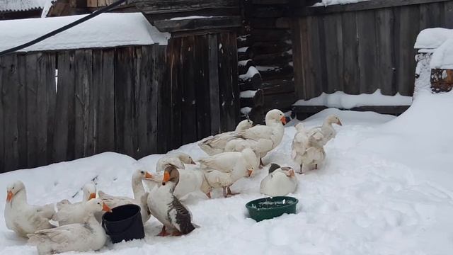 Гуси занеслись зимой . Как этого избежать. Ранняя яйцекладка у гусей. Несколько простых правил. смотреть онлайн