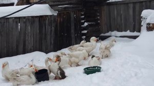 Гуси занеслись зимой . Как этого избежать. Ранняя яйцекладка у гусей.  Несколько простых правил.