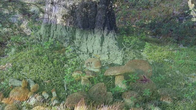 Идет осенняя охота! Грибники поймут смотреть онлайн