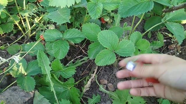 клубника сорт хоней смотреть онлайн