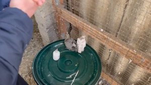 Вакцинация ОТ КРУТКИ , самый легкий способ! #pigeons #голуби #göyərçin #авивак