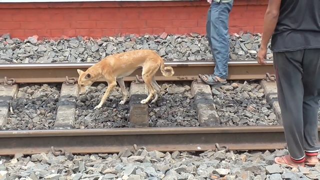 Humanity Exists ! Watch what happened when a dog survives after hitting by a speedy train смотреть онлайн