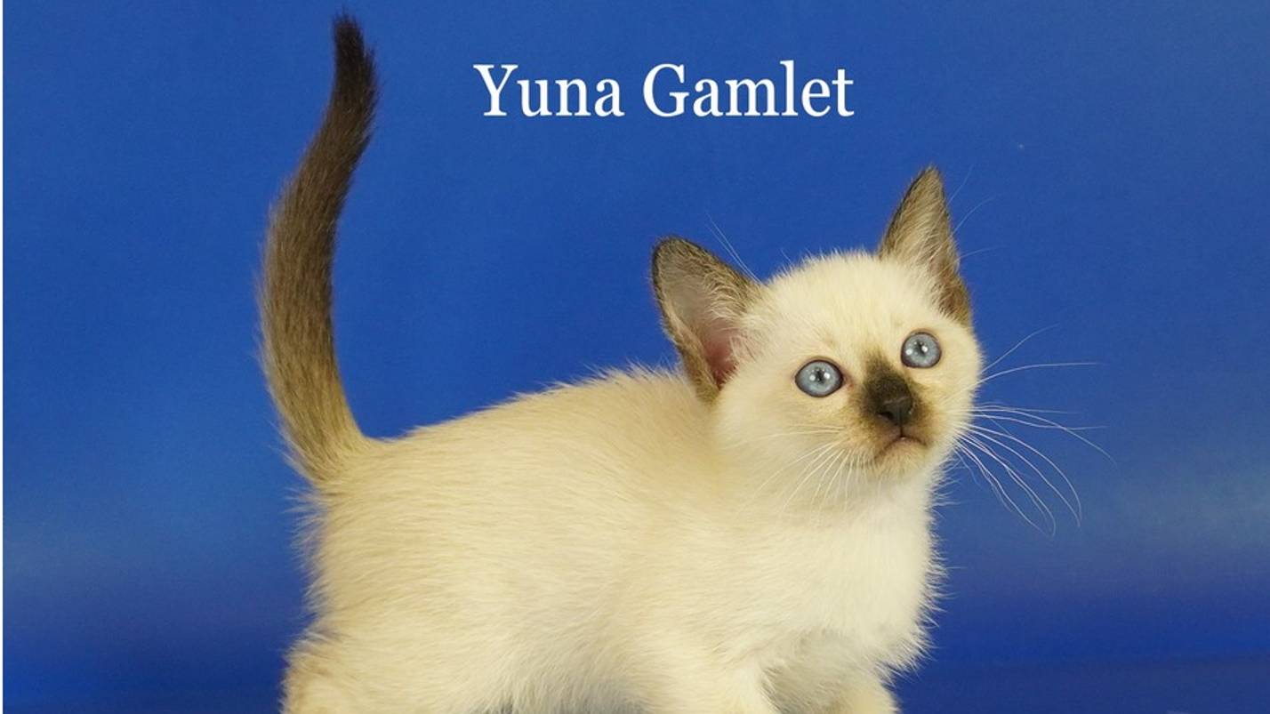 Тайская девочка Yuna Gamlet, 1,5 месяца, сил-пойнт смотреть онлайн