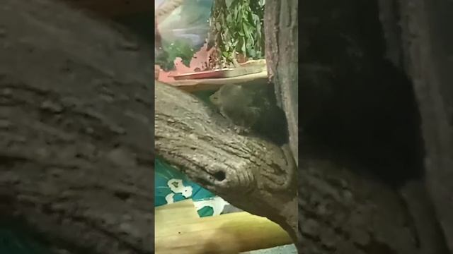 карликовые игрунки|#shorts #животные смотреть онлайн