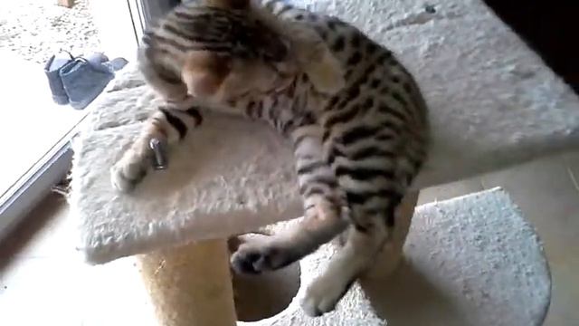 WILD JUMANJI'S HAMMER - BENGAL X SAVANNAH F4 смотреть онлайн
