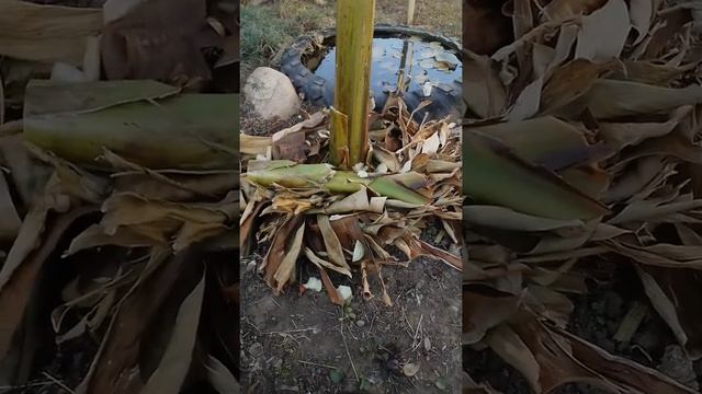 утепляю банановую пальму!ч1. смотреть онлайн