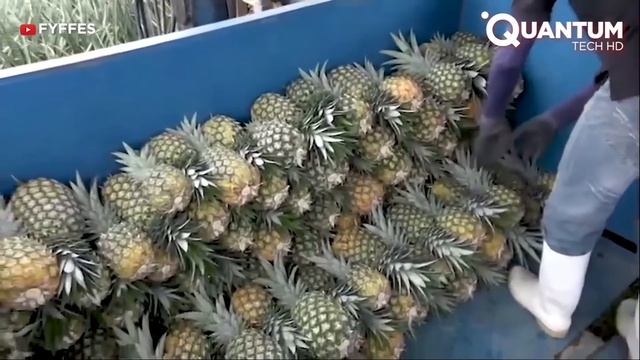 Harvesting the Most Delicious Pineapples in the World | Exotic Fruit Plantation смотреть онлайн