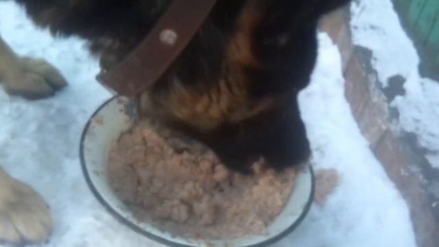 Овчарка прикольно ест вкусную кашу смотреть онлайн