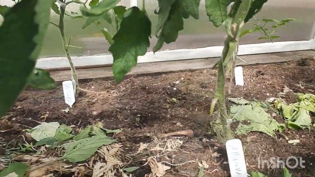 Когда лучше обрезать пасынки и листья у томатов. смотреть онлайн