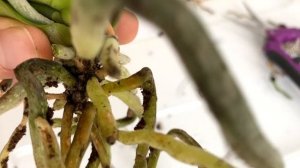 ПОСАДКА орхидеи в ДВОЙНОЙ ГОРШОК