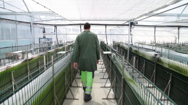 Биотехнология производства астаксантина из микроводоросли Haematococcus pluvialis. 1ч смотреть онлайн