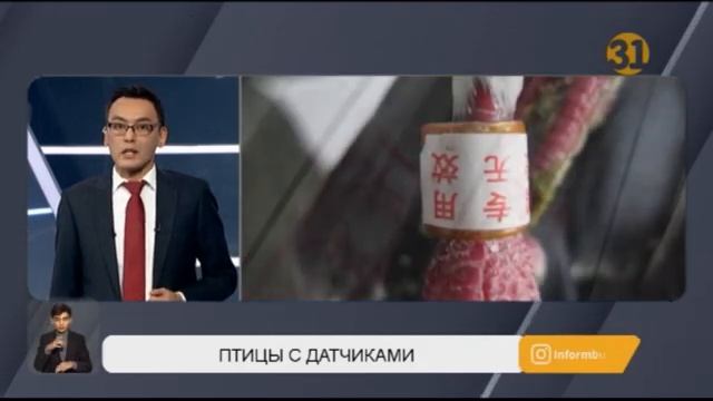 Тайна «китайских голубей» раскрыта! смотреть онлайн