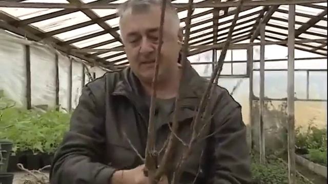 Саженец весной, что делать перед посадкой 300416 2016 5 5 18 15 смотреть онлайн