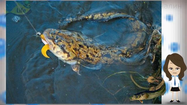 Как ловить налим в ноябре октябре на спиннинг? Как ловить налим на спиннинг поздней осенью? смотреть онлайн