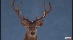 Песня про Оленя