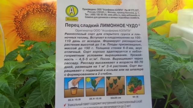 НУЖНО ЛИ ПРИЩИПЫВАТЬ ВЕРХУШКИ У ПЕРЦЕВ. Ольга Чернова.