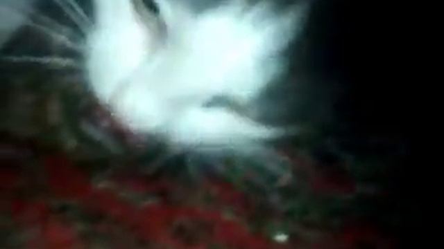 Кот Пятнышко и бывший Крысиный Король - Cat Speck and former King Rat смотреть онлайн