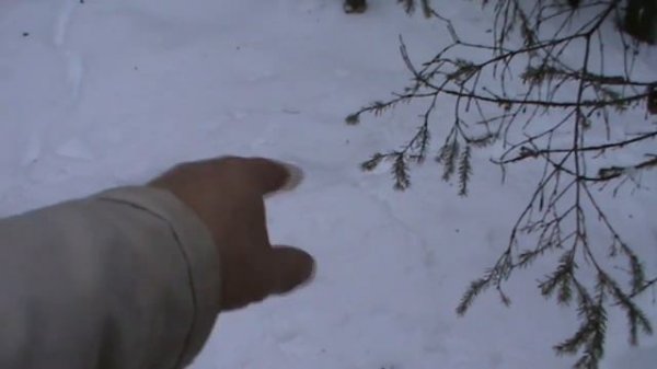 Практические советы по зимней установке капканов на волка.