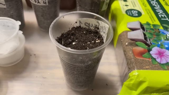 Сею ТОМАТЫ для РАННЕГО УРОЖАЯ! Все правила посева смотреть онлайн