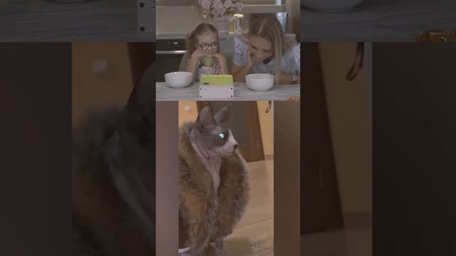 Какой смешной кот)) Лысый кот в шубе)) Засмеялся проиграл #челлендж #алискаириска смотреть онлайн
