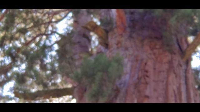 The General Sherman Tree. Sequoia National Park. PT. 2. Encore смотреть онлайн