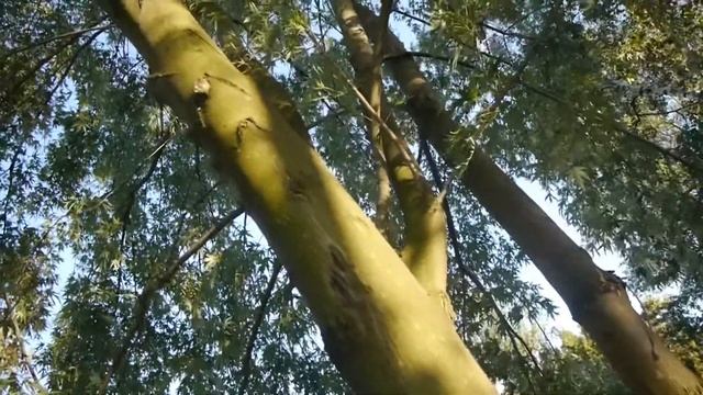 Клен сахаристый I Ácer sáccharum смотреть онлайн