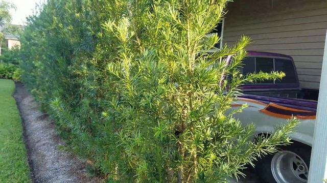 Podocarpus privacy barrier or hedge смотреть онлайн