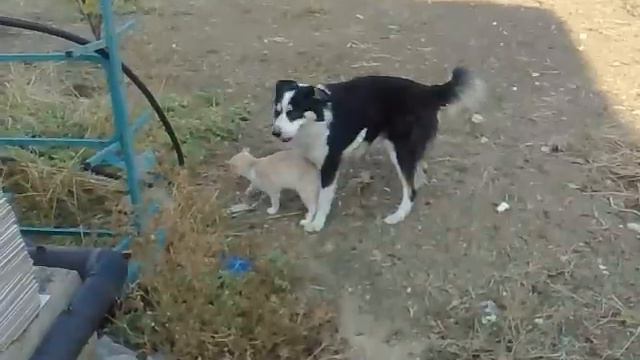 Accoppiamento Cane con Gatto смотреть онлайн