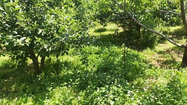 Сад(2021) Вишнева муха на черешнях. Особливості боротьби з "Вишневою мухою". Прогулянка по садочку. смотреть онлайн