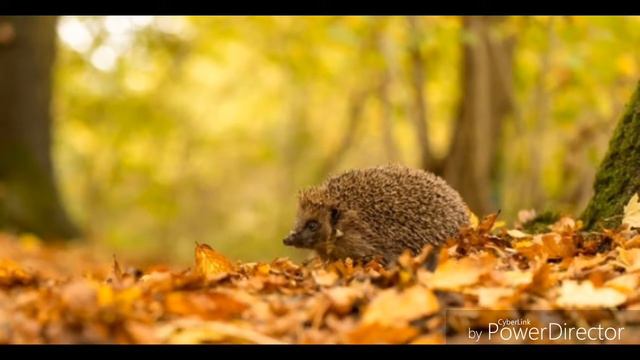 Картинки листопада🍁🍂 смотреть онлайн