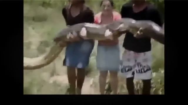 GIANT ANACONDA ATTACK HUMAN | Most amazing wild animal attacks смотреть онлайн