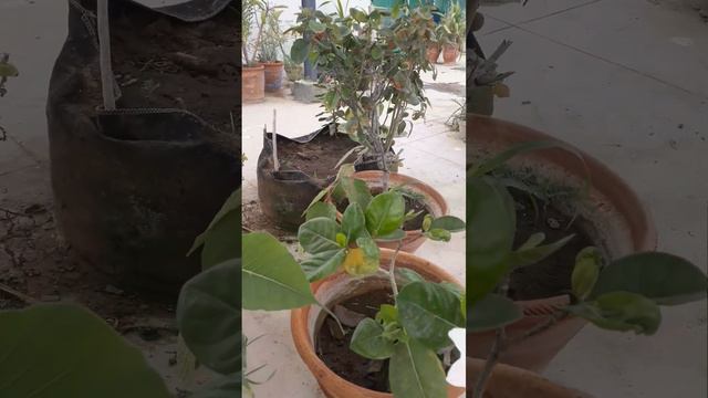 Gardenia Plant /care( Gandhraj) Beautiful Flowers Bloom In Summer Season After Rainfall