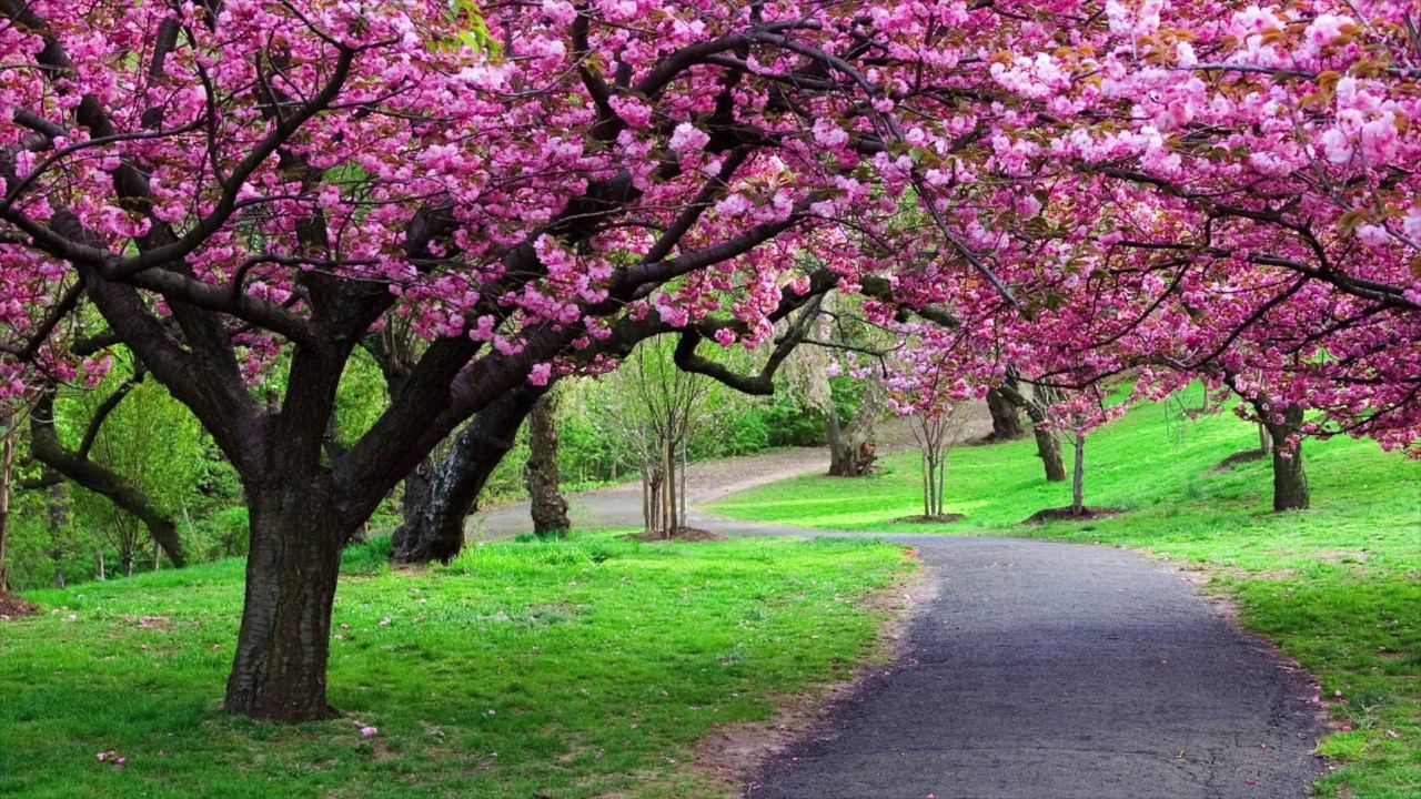 Спокойная Расслабляющая Музыка Без Слов Для Восстановления Сил Антистресс И Лечения Нервов смотреть онлайн