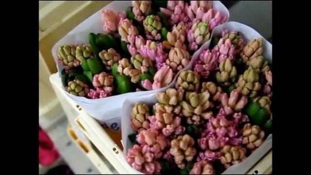 Купить гиацинты Hyacinthus Orientalis 'China Pink' в Минске