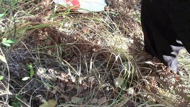 4 октября 2020г. Очередной поход за грибами! смотреть онлайн