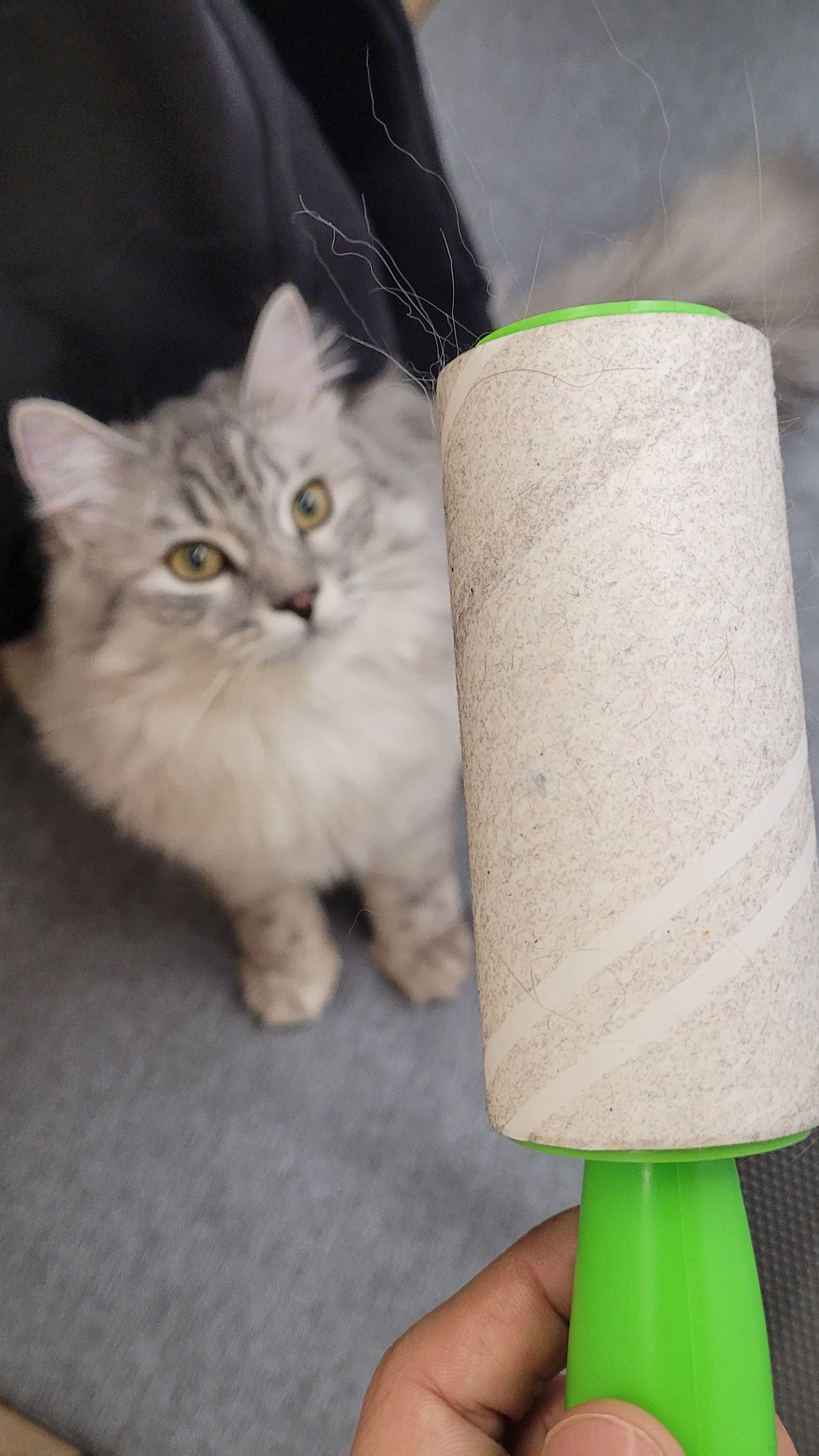 Первый выход на улицу с котом #short #shorts #кот #Умка #сибирскийкот #тюмень