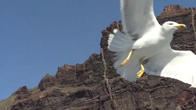 Seagull feeding at Tenerife FullHD part2 смотреть онлайн