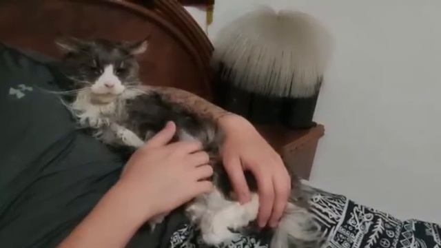 Мейн Кун.Maine Coon.Сушка феном в удовольствие. смотреть онлайн