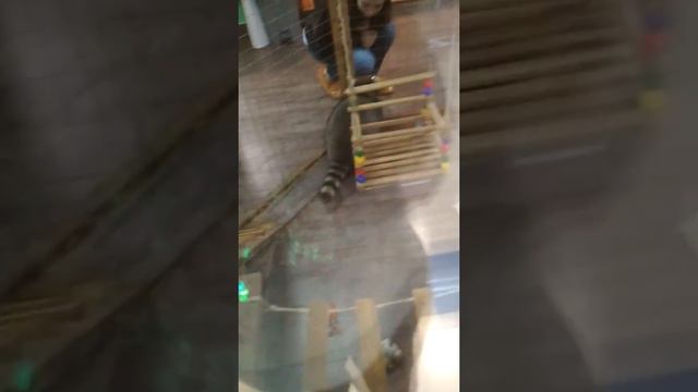 Зоопарк в торговом центре смотреть онлайн