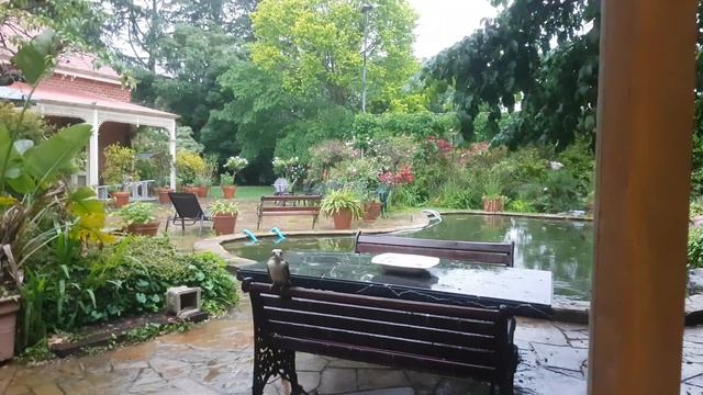 2 Wet Wild Kookaburras Waiting Out The Thunderstorm Inside