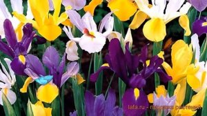 Ирис голландский Cмесь окрасок (iris hollandica) ? обзор: как сажать, луковицы ириса Cмесь окрасок