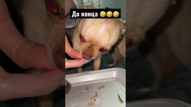 Когда роллы действительно вкусные 🤣#роллы #чишка #рекомендации смотреть онлайн