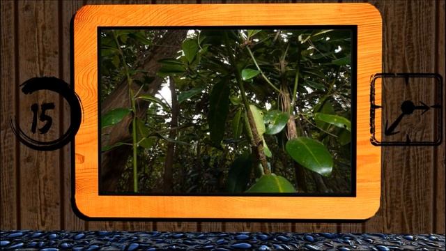 Brain Games for Kids: Can You Find The Hidden Animals in 30 Photo Puzzles?(easy) смотреть онлайн