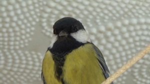 Покажите это видео своим  пушистым питомцам видео для котов. Птица синица (Video for cats)